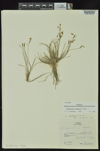 Sisyrinchium langloisii image