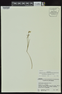 Sisyrinchium langloisii image