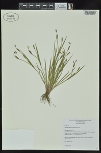 Sisyrinchium langloisii image