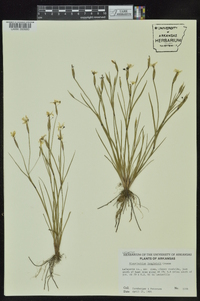 Sisyrinchium langloisii image