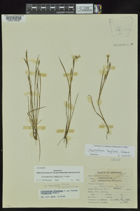 Sisyrinchium langloisii image