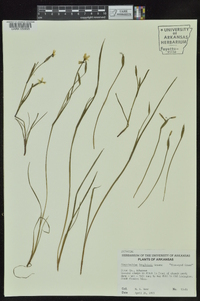 Sisyrinchium langloisii image