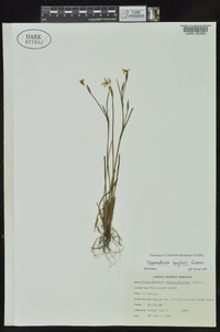 Sisyrinchium langloisii image