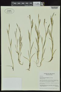 Sisyrinchium minus image