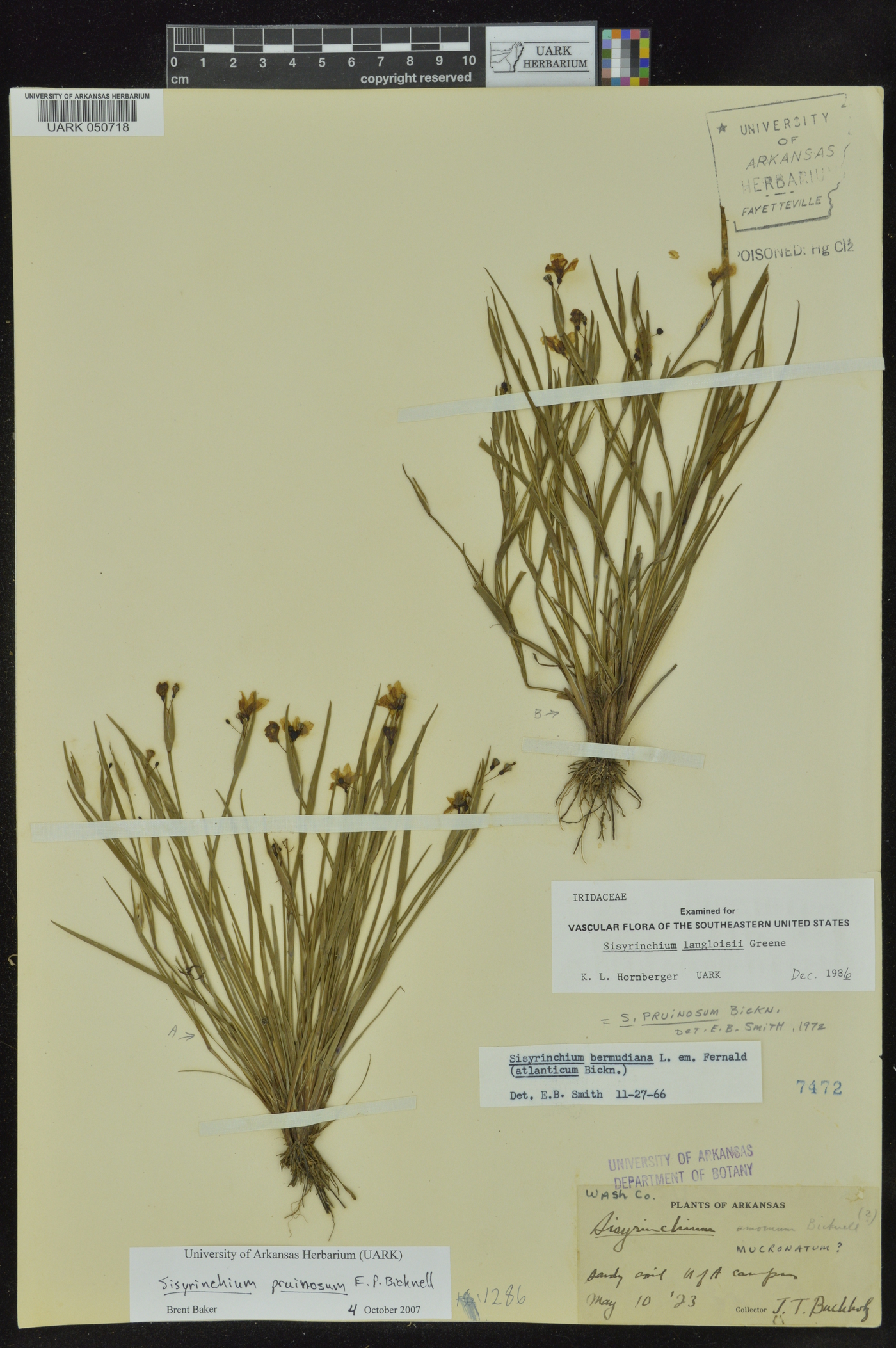 Sisyrinchium pruinosum image