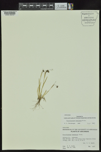 Sisyrinchium rosulatum image