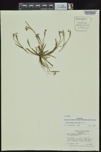 Sisyrinchium rosulatum image