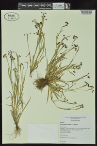 Sisyrinchium rosulatum image