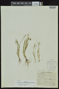 Sisyrinchium rosulatum image