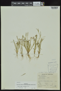 Sisyrinchium rosulatum image