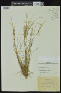 Juncus anthelatus image