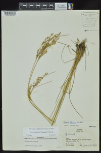 Juncus anthelatus image