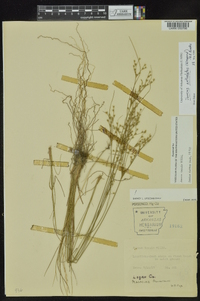 Juncus anthelatus image