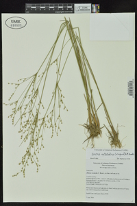 Juncus anthelatus image