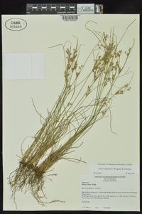 Juncus anthelatus image