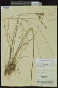 Juncus anthelatus image