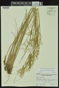 Juncus anthelatus image