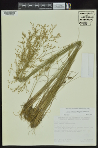 Juncus anthelatus image