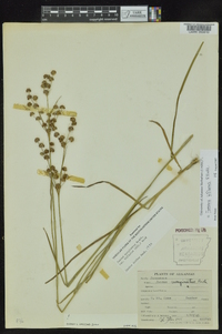 Juncus biflorus image