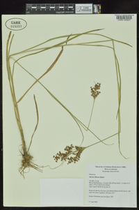 Juncus biflorus image