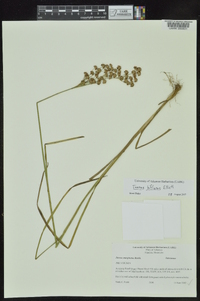 Juncus biflorus image