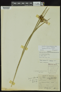 Juncus biflorus image