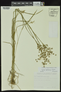 Juncus biflorus image