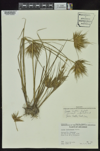 Juncus brachycarpus image