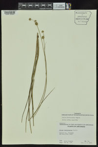 Juncus brachycarpus image