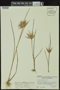 Juncus brachycarpus image