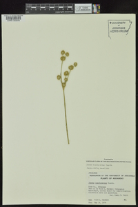 Juncus brachycarpus image