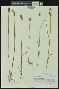 Juncus brachycarpus image