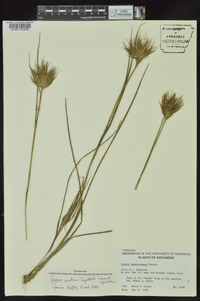 Juncus brachycarpus image