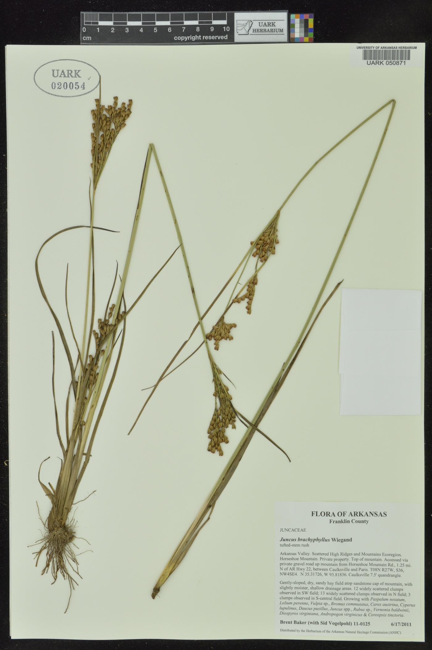 Juncus brachyphyllus image