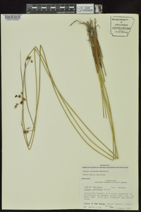 Juncus coriaceus image