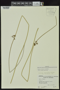 Juncus coriaceus image