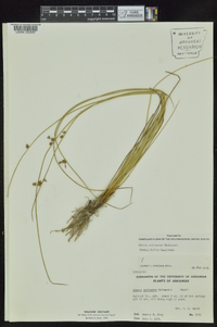 Juncus coriaceus image