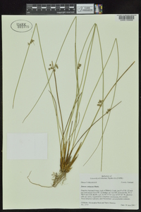 Juncus coriaceus image