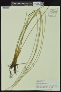 Juncus coriaceus image