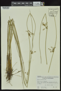 Juncus coriaceus image