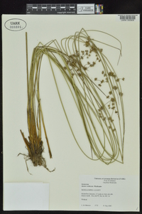 Juncus coriaceus image