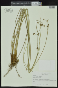 Juncus coriaceus image