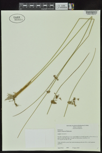 Juncus coriaceus image