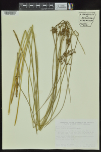 Juncus coriaceus image