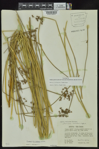 Juncus coriaceus image