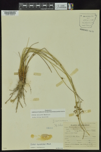 Juncus coriaceus image