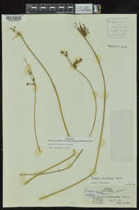 Juncus coriaceus image