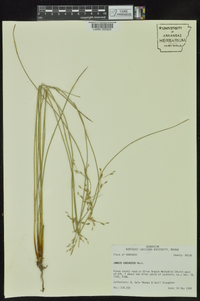 Juncus coriaceus image