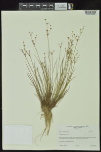 Juncus debilis image