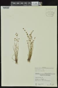 Juncus debilis image